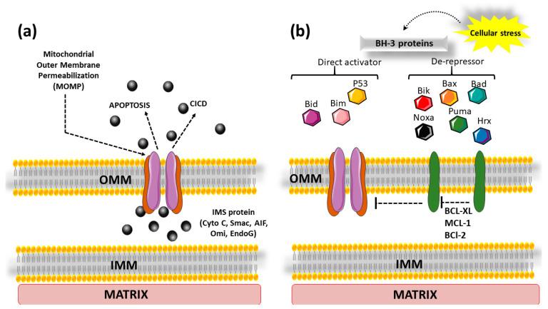 https://cdn.ncbi.nlm.nih.gov/pmc/blobs/2dbb/11592877/c5a45ef5168b/cells-13-01838-g003.jpg