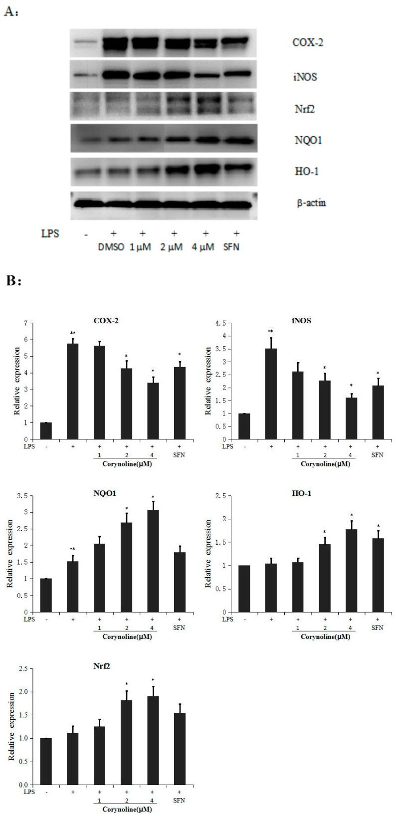 https://cdn.ncbi.nlm.nih.gov/pmc/blobs/2dc4/6273489/b6cd58a9889a/molecules-21-00975-g004.jpg