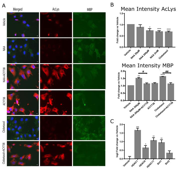 https://cdn.ncbi.nlm.nih.gov/pmc/blobs/2dc9/10378218/945fab121ec8/cells-12-01861-g004.jpg