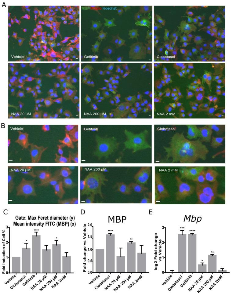 https://cdn.ncbi.nlm.nih.gov/pmc/blobs/2dc9/10378218/bf792e045720/cells-12-01861-g002.jpg