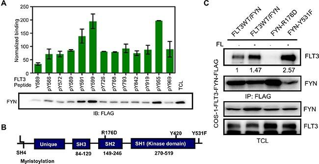 https://cdn.ncbi.nlm.nih.gov/pmc/blobs/2e0d/4891096/548b16bf7dac/oncotarget-07-09964-g003.jpg