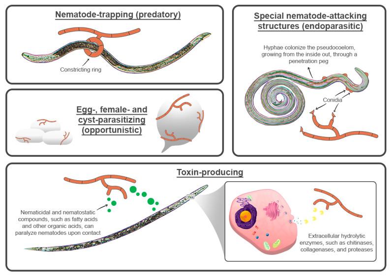 https://cdn.ncbi.nlm.nih.gov/pmc/blobs/2e12/9606992/5a9e72054503/pathogens-11-01178-g001.jpg