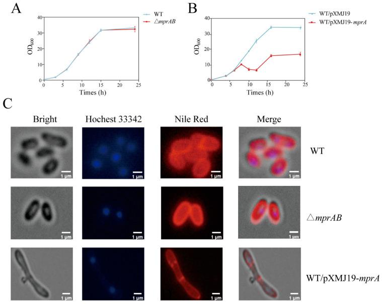 https://cdn.ncbi.nlm.nih.gov/pmc/blobs/2e3a/12113857/02c149186028/microorganisms-13-01120-g004.jpg