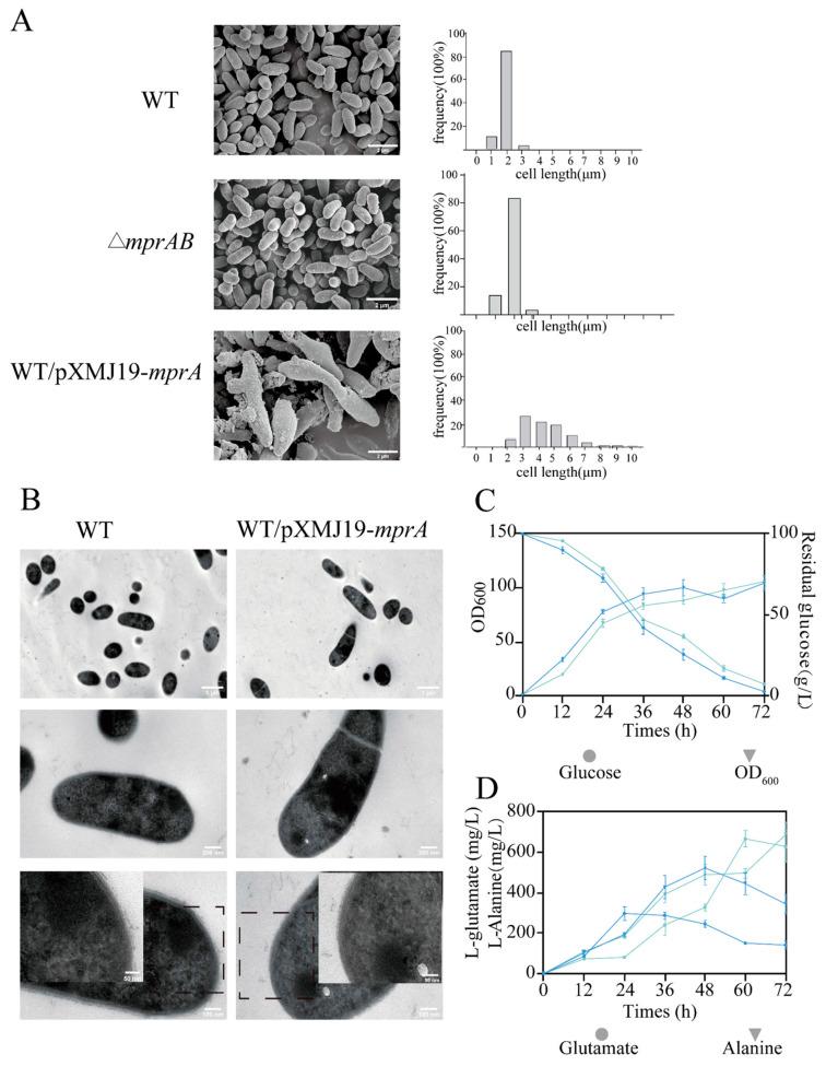 https://cdn.ncbi.nlm.nih.gov/pmc/blobs/2e3a/12113857/e3bc19c458bc/microorganisms-13-01120-g005.jpg