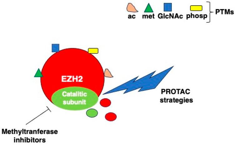 https://cdn.ncbi.nlm.nih.gov/pmc/blobs/2e40/11678268/cb0e7700ee2b/molecules-29-05817-g006.jpg
