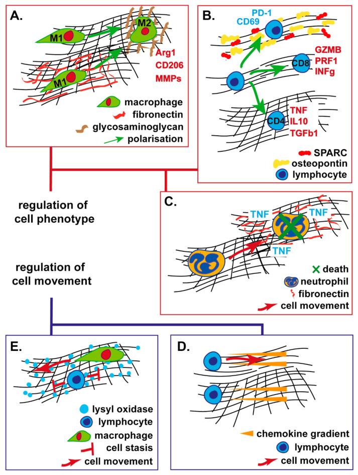 https://cdn.ncbi.nlm.nih.gov/pmc/blobs/2e93/7696558/4760d2c22fa6/cancers-12-03331-g002.jpg