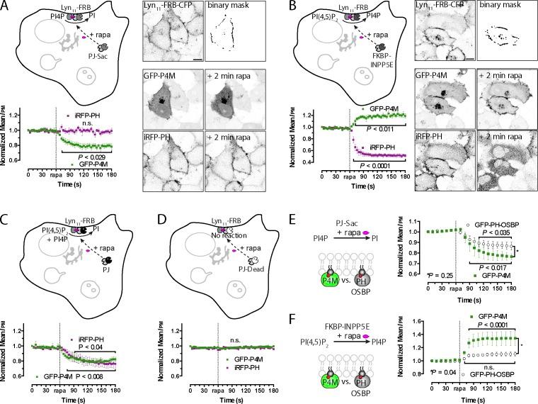 https://cdn.ncbi.nlm.nih.gov/pmc/blobs/2e9a/3987136/5faf62959fe0/JCB_201312072_Fig4.jpg