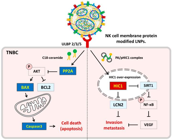 https://cdn.ncbi.nlm.nih.gov/pmc/blobs/2edf/11434974/460ace5738cb/pharmaceutics-16-01142-sch001.jpg