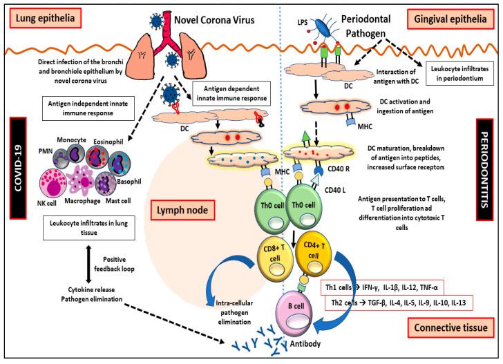 https://cdn.ncbi.nlm.nih.gov/pmc/blobs/2f2b/10135784/44890d0826a0/biology-12-00550-g004.jpg