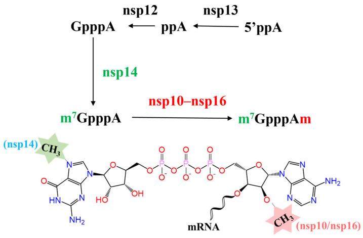 https://cdn.ncbi.nlm.nih.gov/pmc/blobs/2f4d/11124212/5f9e637e1fab/molecules-29-02312-g001.jpg
