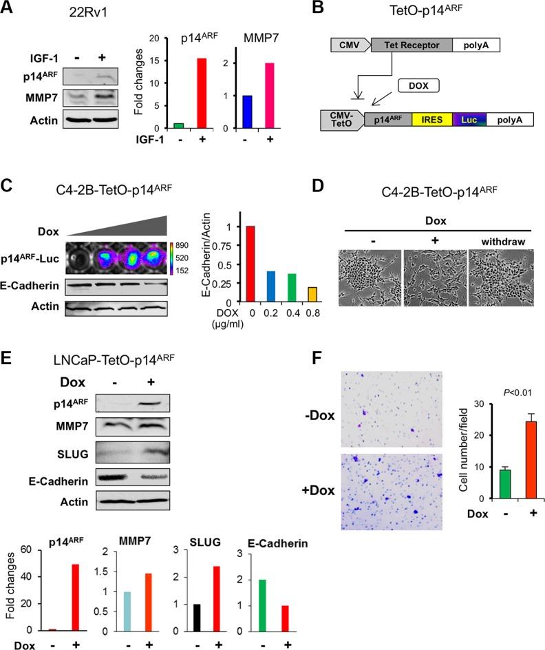 https://cdn.ncbi.nlm.nih.gov/pmc/blobs/2f95/5216965/68516664b13f/oncotarget-07-47609-g003.jpg