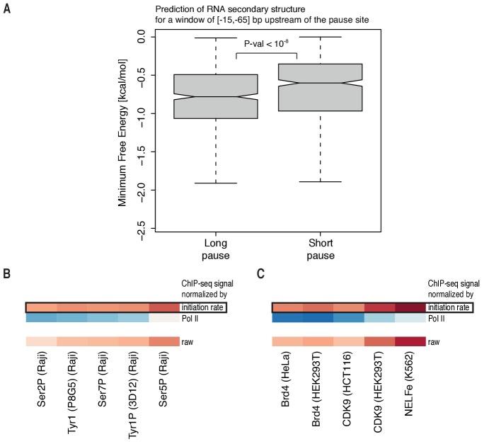 https://cdn.ncbi.nlm.nih.gov/pmc/blobs/2fb6/5669633/b7b456d47e00/elife-29736-fig7-figsupp1.jpg