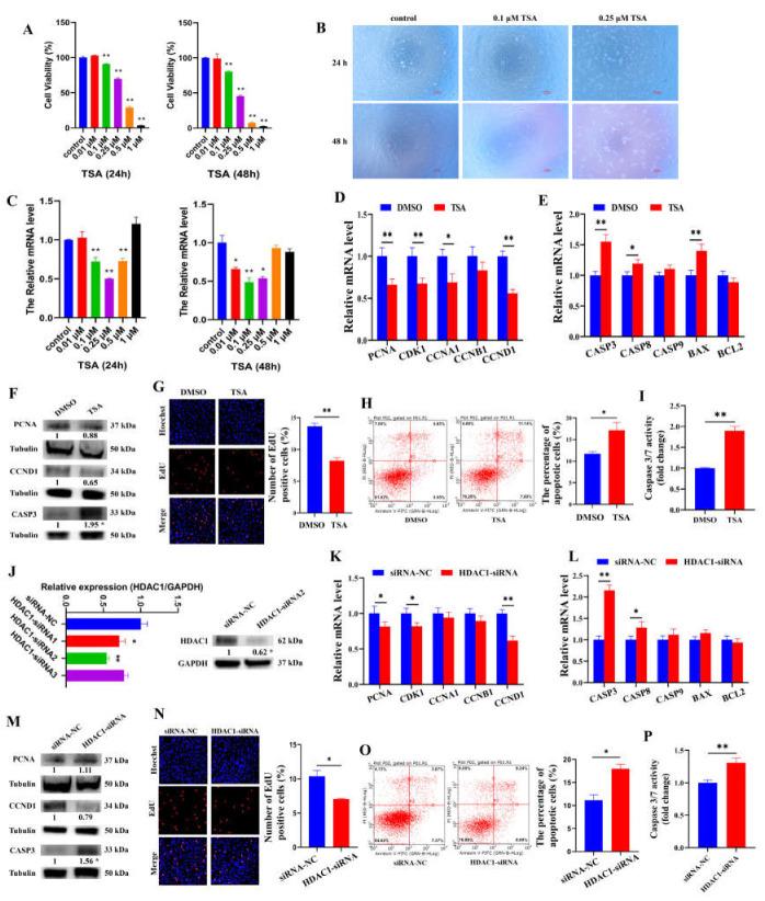 https://cdn.ncbi.nlm.nih.gov/pmc/blobs/2fc9/10706290/49ec58263a94/cells-12-02734-g002.jpg