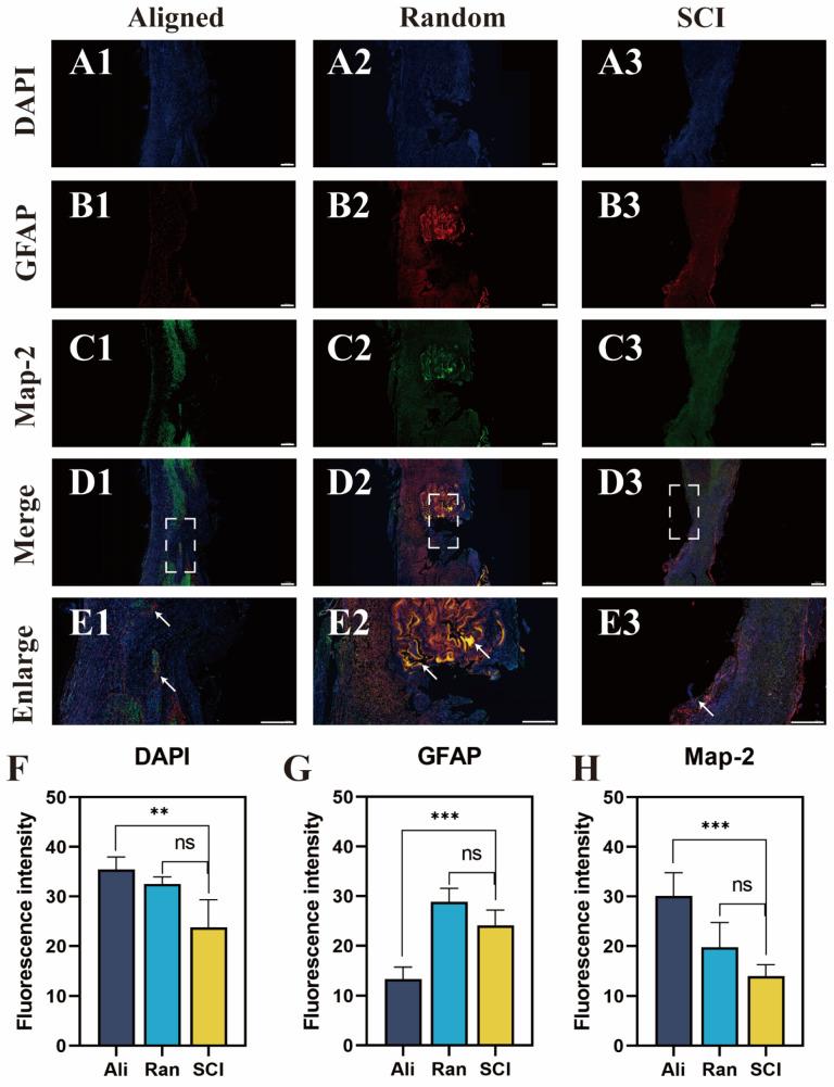 https://cdn.ncbi.nlm.nih.gov/pmc/blobs/2fd8/11351159/eea6e5d37035/bioengineering-11-00772-g007.jpg