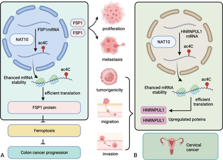 https://cdn.ncbi.nlm.nih.gov/pmc/blobs/2fe1/10795262/1f2e5183fa29/12964_2023_1417_Fig4_HTML.jpg