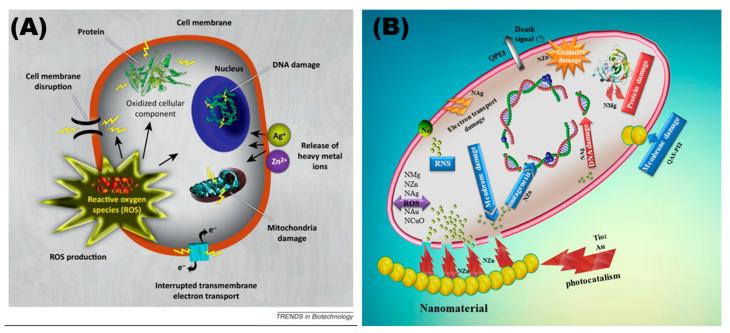 https://cdn.ncbi.nlm.nih.gov/pmc/blobs/2fe6/10144479/cd3925eab543/toxics-11-00384-g001.jpg