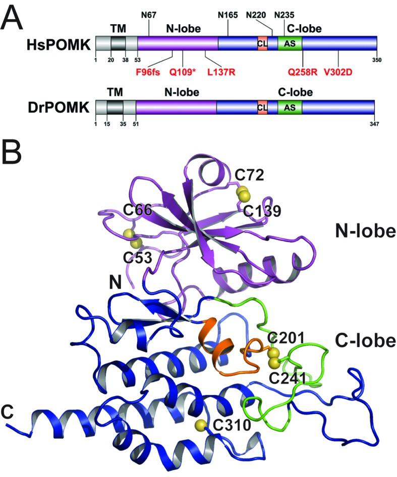 https://cdn.ncbi.nlm.nih.gov/pmc/blobs/2ffa/5142810/7669993a4202/elife-22238-fig1.jpg