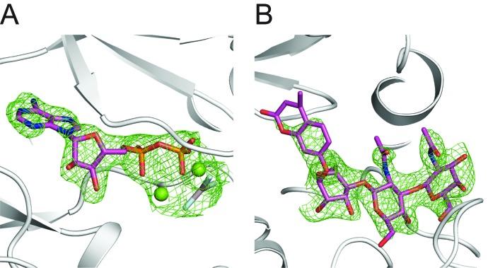 https://cdn.ncbi.nlm.nih.gov/pmc/blobs/2ffa/5142810/76c942c1c8f9/elife-22238-fig6-figsupp1.jpg