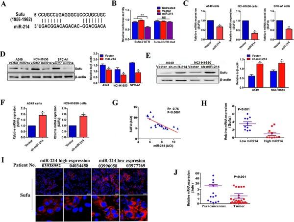 https://cdn.ncbi.nlm.nih.gov/pmc/blobs/3001/4770731/3d8975736635/oncotarget-06-38705-g005.jpg