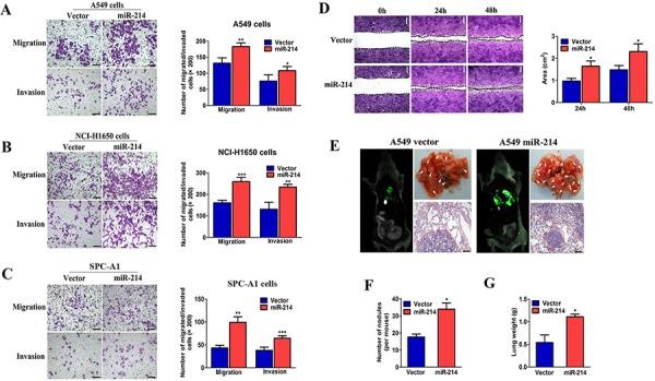 https://cdn.ncbi.nlm.nih.gov/pmc/blobs/3001/4770731/572a54e0d6c6/oncotarget-06-38705-g002.jpg
