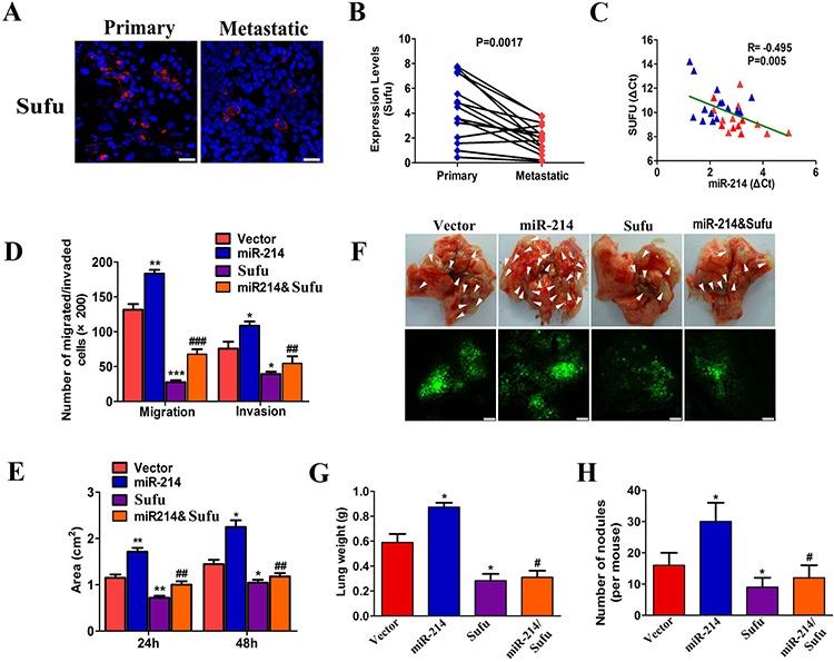 https://cdn.ncbi.nlm.nih.gov/pmc/blobs/3001/4770731/6daa81ceb710/oncotarget-06-38705-g006.jpg