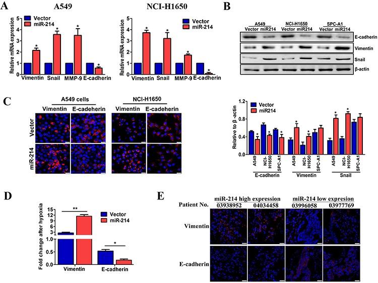 https://cdn.ncbi.nlm.nih.gov/pmc/blobs/3001/4770731/b486d079b327/oncotarget-06-38705-g003.jpg