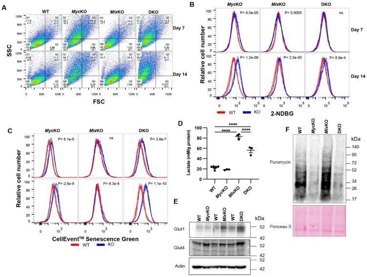 https://cdn.ncbi.nlm.nih.gov/pmc/blobs/300c/9777503/52a8dbe95421/cells-11-04087-g003.jpg