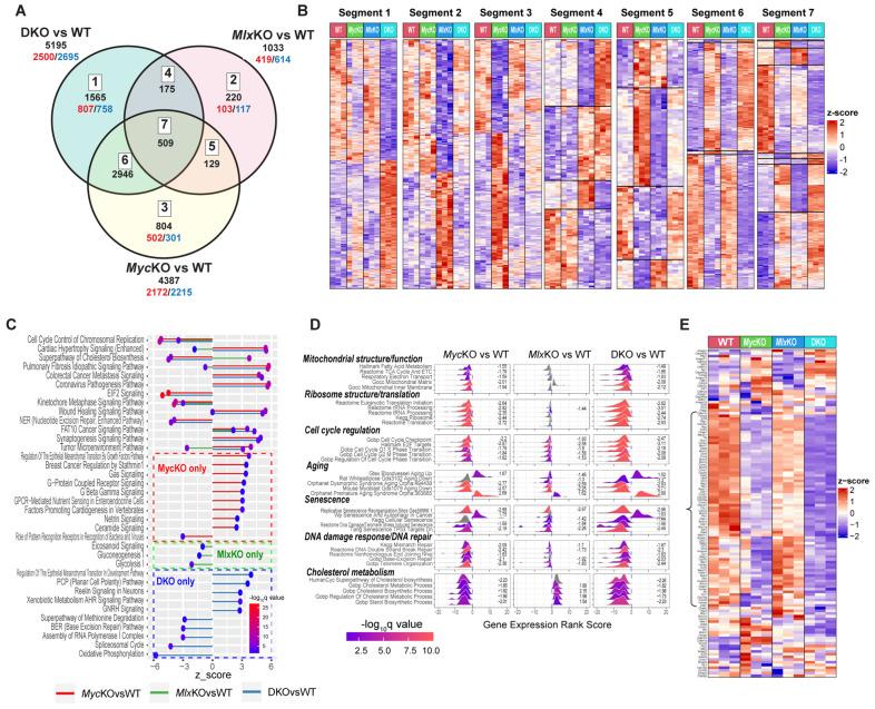 https://cdn.ncbi.nlm.nih.gov/pmc/blobs/300c/9777503/d32300b21632/cells-11-04087-g005.jpg