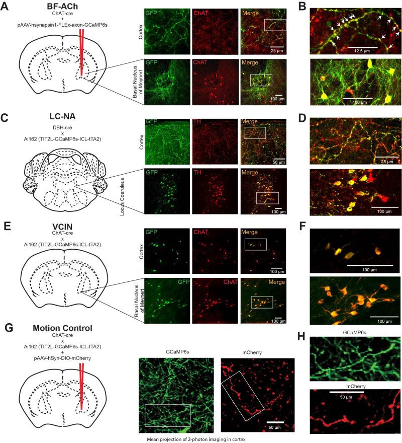 https://cdn.ncbi.nlm.nih.gov/pmc/blobs/3012/10238096/3978c5da5528/elife-81826-fig1-figsupp1.jpg