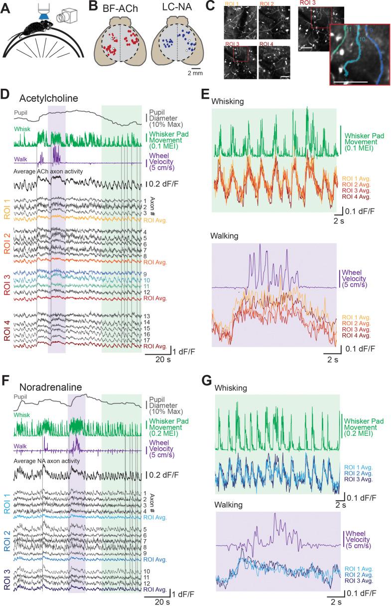 https://cdn.ncbi.nlm.nih.gov/pmc/blobs/3012/10238096/ef9659ebf532/elife-81826-fig1.jpg