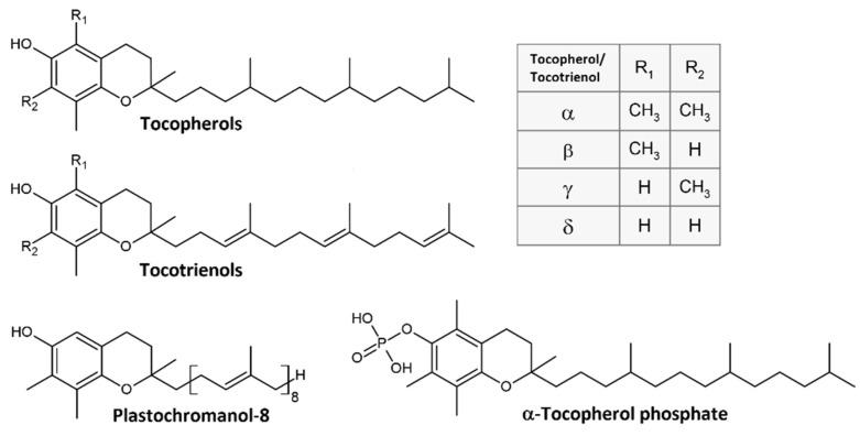 https://cdn.ncbi.nlm.nih.gov/pmc/blobs/303f/9315808/7d5d287c4e90/metabolites-12-00608-g001.jpg