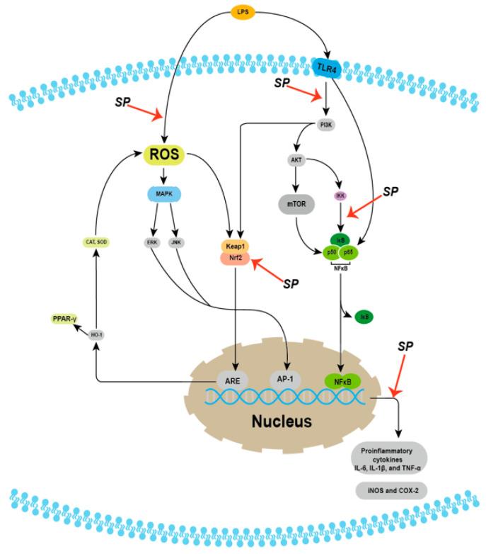 https://cdn.ncbi.nlm.nih.gov/pmc/blobs/3061/10976032/22c7f527f370/molecules-29-01195-g003.jpg