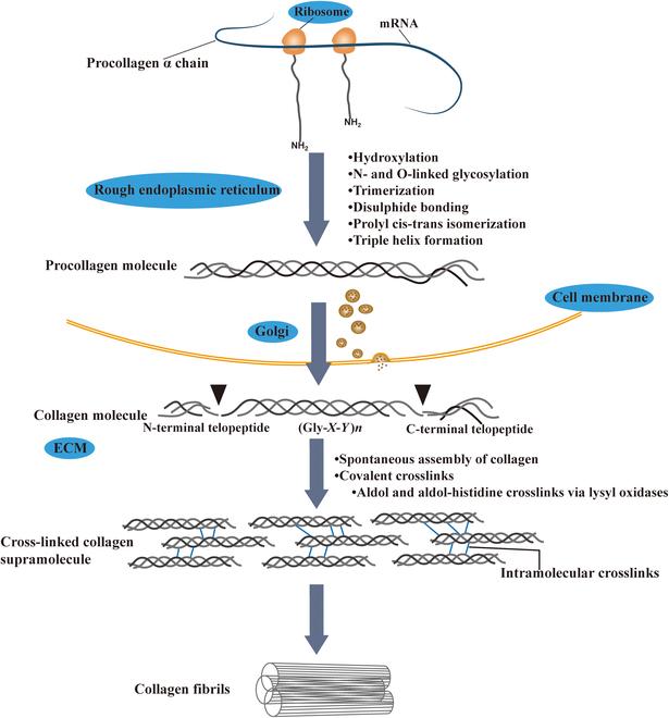 https://cdn.ncbi.nlm.nih.gov/pmc/blobs/30bd/11214848/69d3807732e9/bmr.0042.fig.003.jpg
