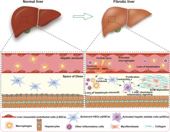 https://cdn.ncbi.nlm.nih.gov/pmc/blobs/30bd/11214848/ec00f3c9710f/bmr.0042.fig.002.jpg