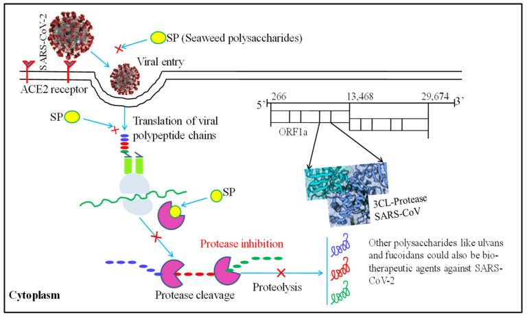 https://cdn.ncbi.nlm.nih.gov/pmc/blobs/30f8/8944855/2355968bd6a1/antioxidants-11-00452-g002.jpg