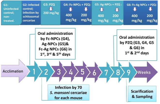 https://cdn.ncbi.nlm.nih.gov/pmc/blobs/3116/11327331/20106aa962de/41598_2024_68957_Fig1_HTML.jpg