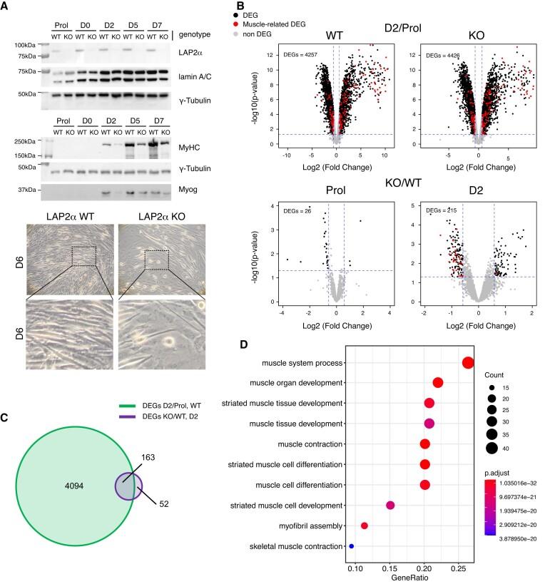 https://cdn.ncbi.nlm.nih.gov/pmc/blobs/3129/11514464/7d858e31a626/gkae752fig1.jpg