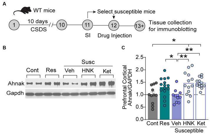 https://cdn.ncbi.nlm.nih.gov/pmc/blobs/312a/11140847/0a6335932c95/fnmol-17-1350716-g005.jpg