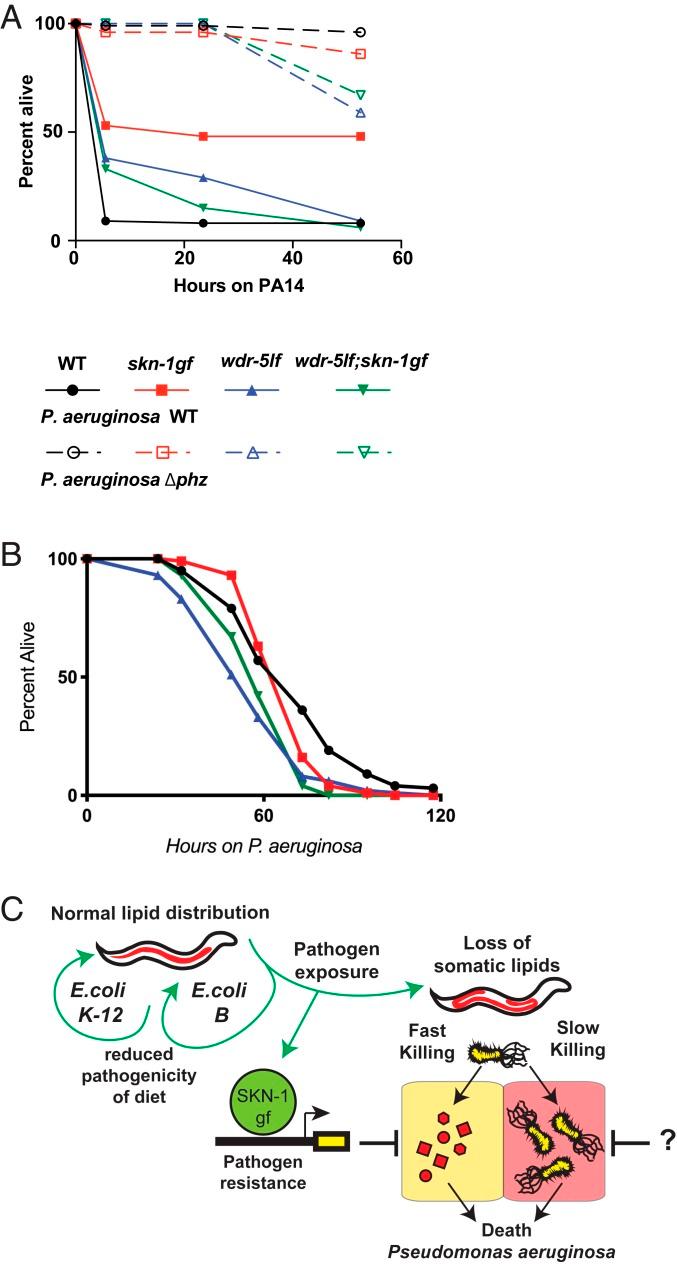 https://cdn.ncbi.nlm.nih.gov/pmc/blobs/3130/6825279/36bcaadf1099/pnas.1909666116fig05.jpg
