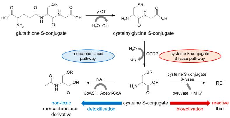 https://cdn.ncbi.nlm.nih.gov/pmc/blobs/3134/9412641/da978bb8ff0b/molecules-27-05252-g003.jpg
