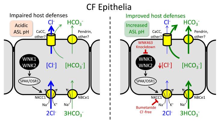 https://cdn.ncbi.nlm.nih.gov/pmc/blobs/3152/10137218/695594b6547e/cells-12-01104-g004.jpg