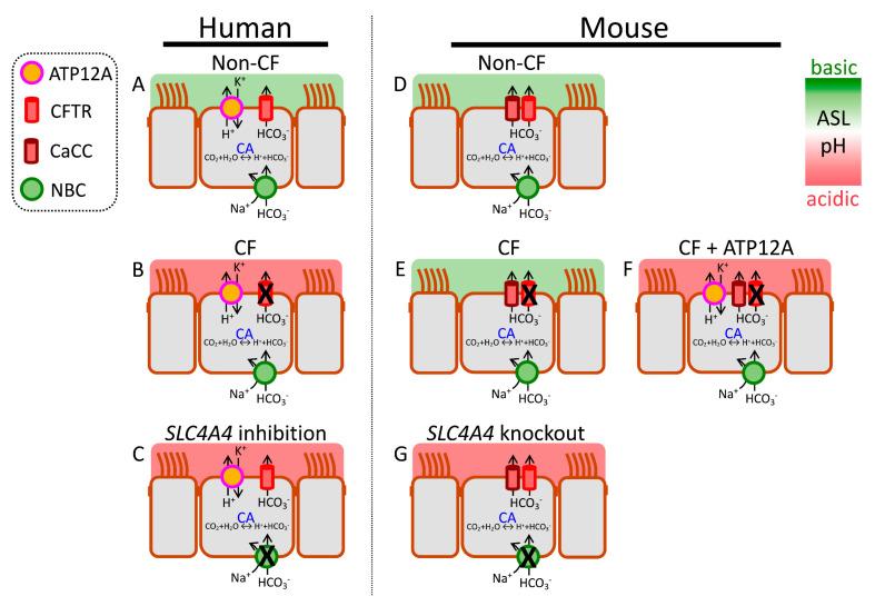 https://cdn.ncbi.nlm.nih.gov/pmc/blobs/3152/10137218/699928b6bbb2/cells-12-01104-g002.jpg