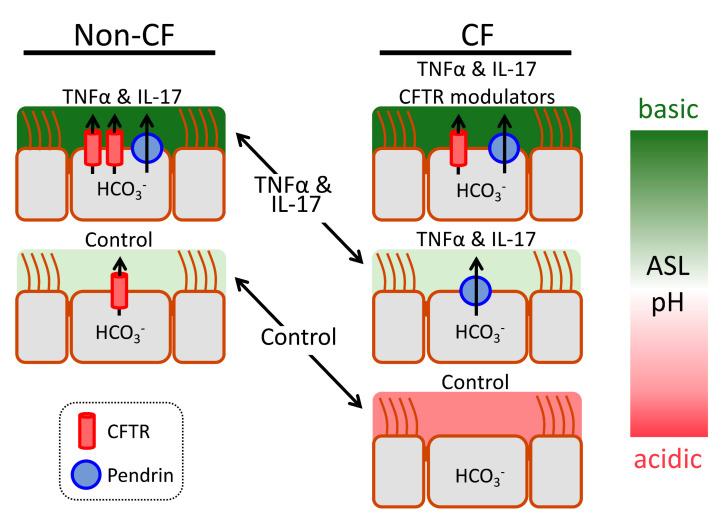 https://cdn.ncbi.nlm.nih.gov/pmc/blobs/3152/10137218/837e8ed9b519/cells-12-01104-g003.jpg