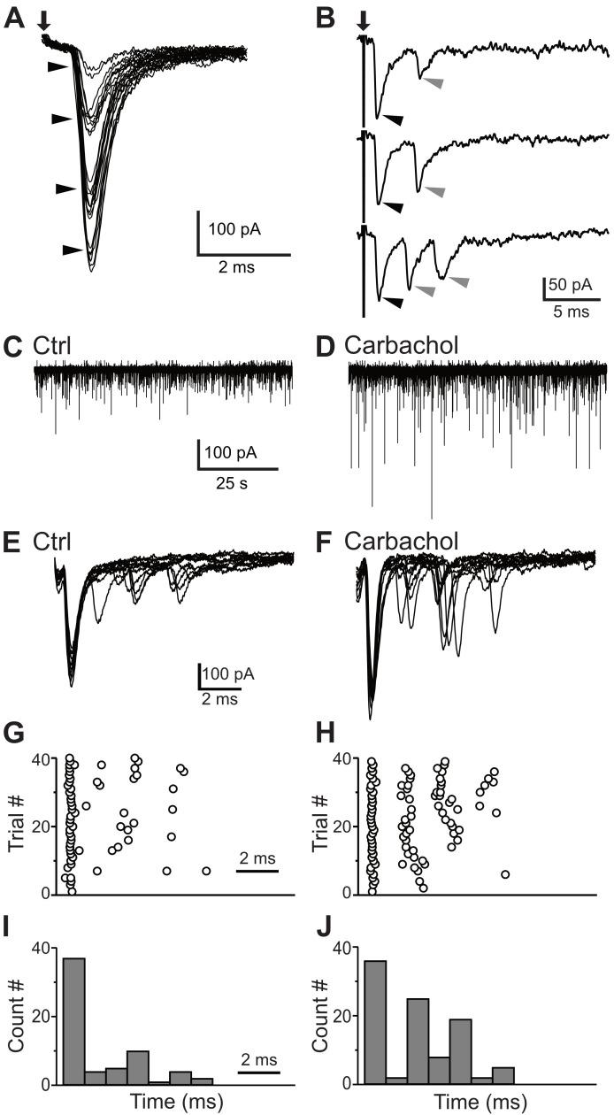 https://cdn.ncbi.nlm.nih.gov/pmc/blobs/3158/7744103/3628f303dffd/elife-54350-fig8.jpg