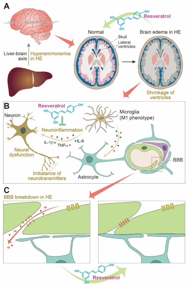 https://cdn.ncbi.nlm.nih.gov/pmc/blobs/3167/8432232/432e467579a7/jcm-10-03819-g001.jpg