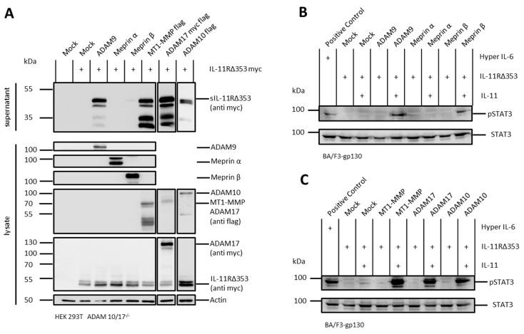 https://cdn.ncbi.nlm.nih.gov/pmc/blobs/3173/6696353/4a93a0d6b256/ijms-20-03677-g003.jpg