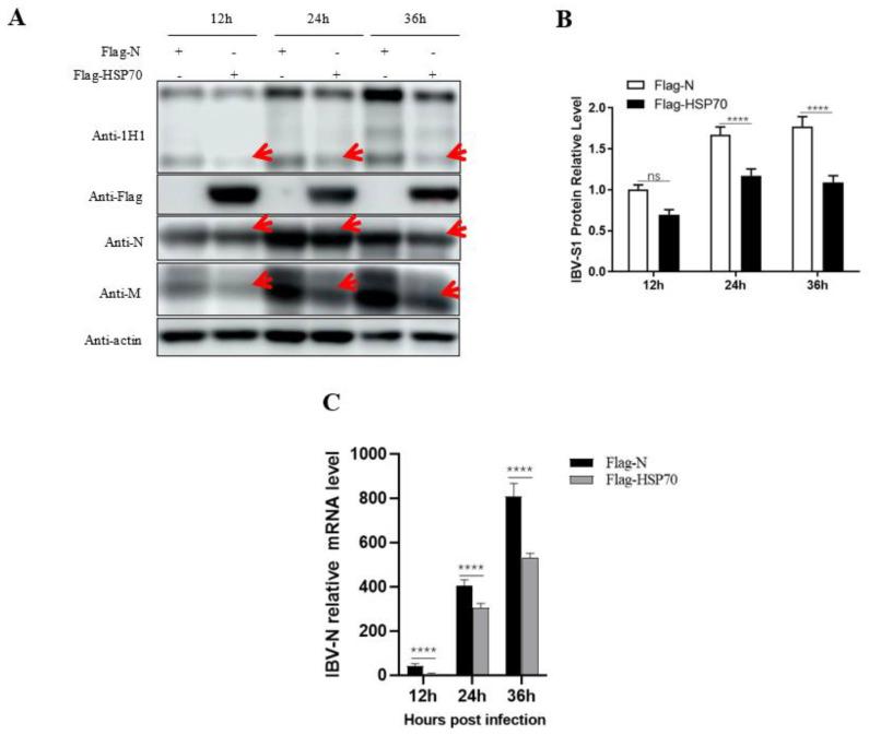 https://cdn.ncbi.nlm.nih.gov/pmc/blobs/3175/10221944/1f8159921ad2/viruses-15-01216-g006.jpg