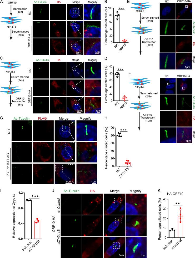 https://cdn.ncbi.nlm.nih.gov/pmc/blobs/3195/9184850/8b21ad4a1368/JCB_202108015_FigS3.jpg
