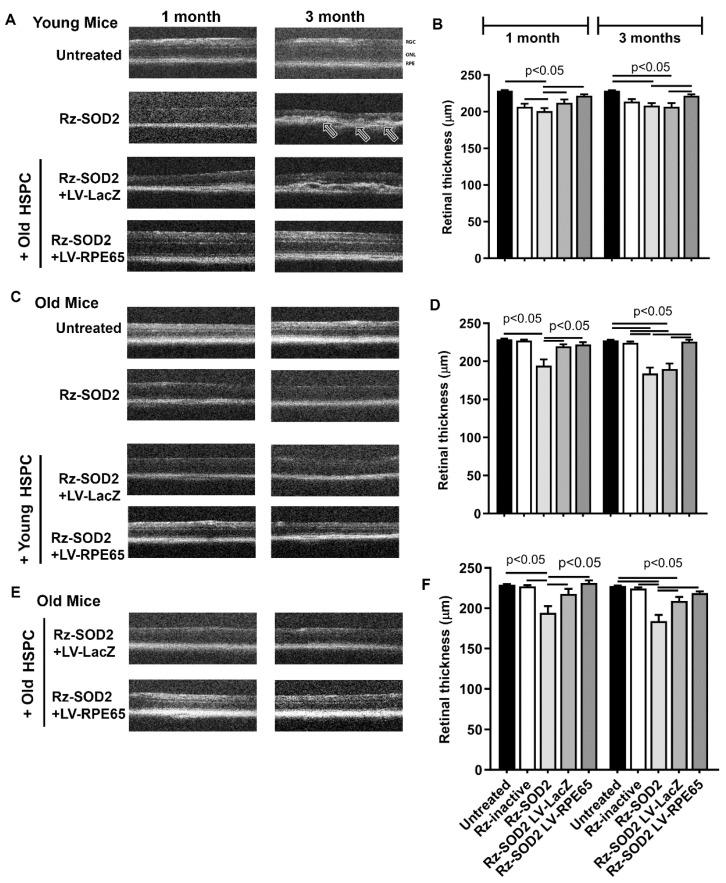 https://cdn.ncbi.nlm.nih.gov/pmc/blobs/3198/12427682/1c064977ec57/cells-14-01360-g002.jpg