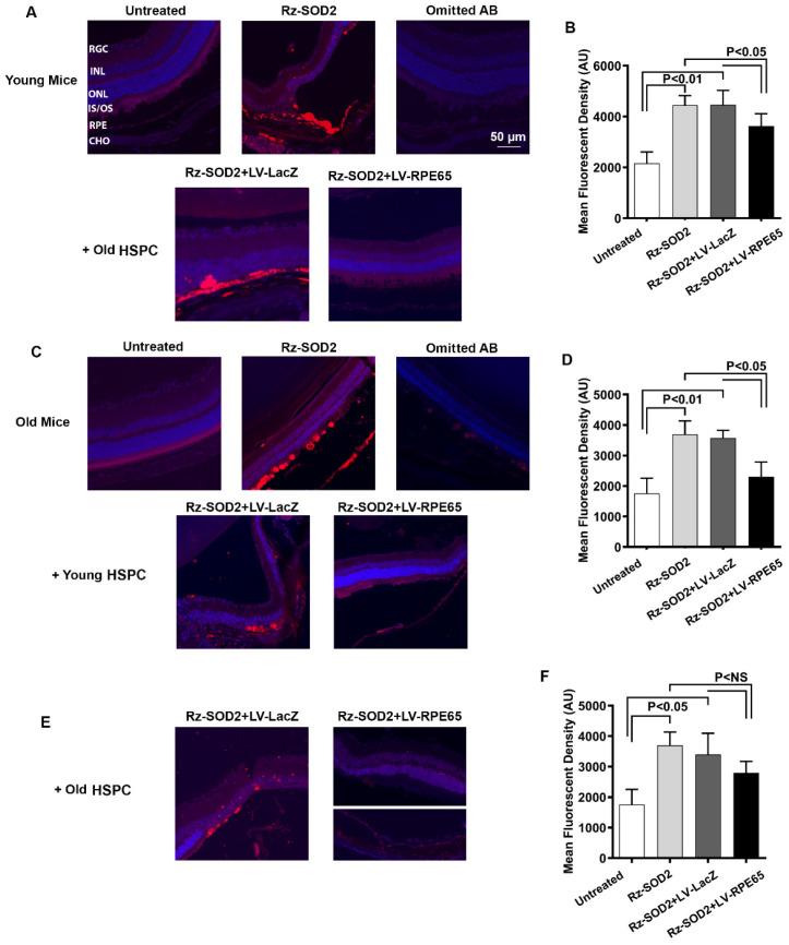 https://cdn.ncbi.nlm.nih.gov/pmc/blobs/3198/12427682/8394b013266a/cells-14-01360-g005.jpg